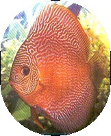 Red Snakeskin Discus Fish - 3-3.5 inch